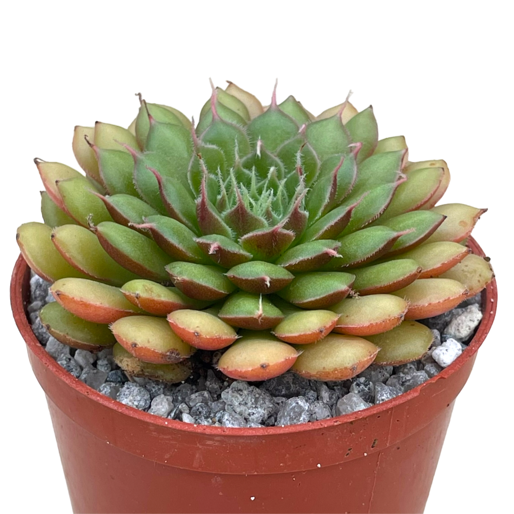 Graptopetalum filiferum