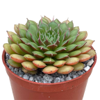 Graptopetalum filiferum