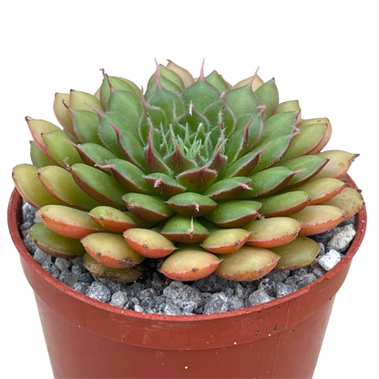 Graptopetalum filiferum