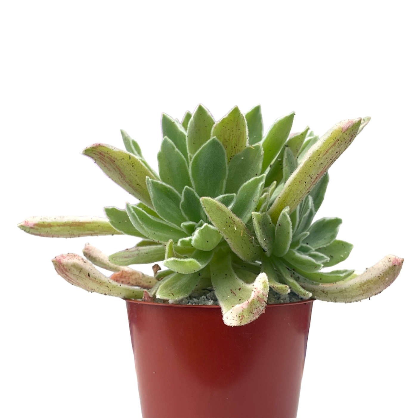 Aeonium goochiae 'Ballerina'