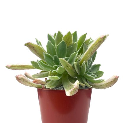 Aeonium goochiae 'Ballerina'