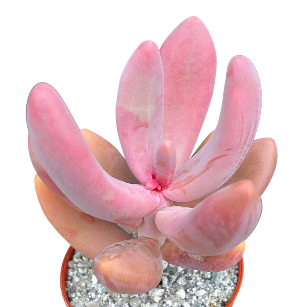 x Pachysedum 'Ganzhou'