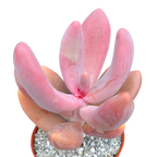 x Pachysedum 'Ganzhou'