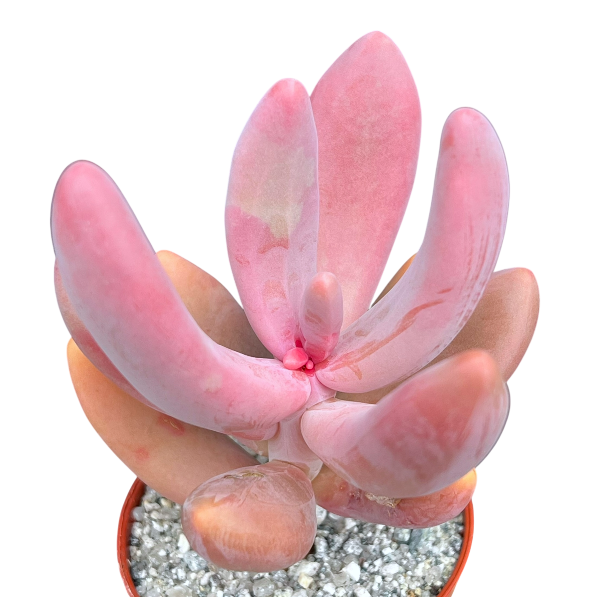 x Pachysedum 'Ganzhou'