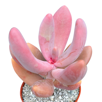 x Pachysedum 'Ganzhou'
