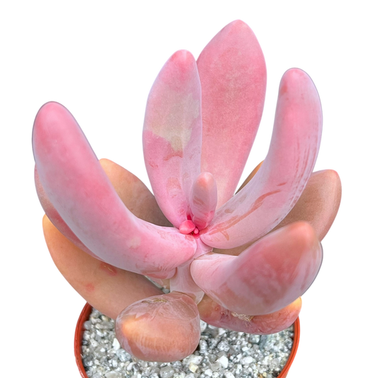 x Pachysedum 'Ganzhou'