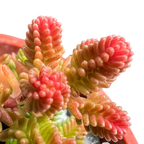 Sedum sexangulare
