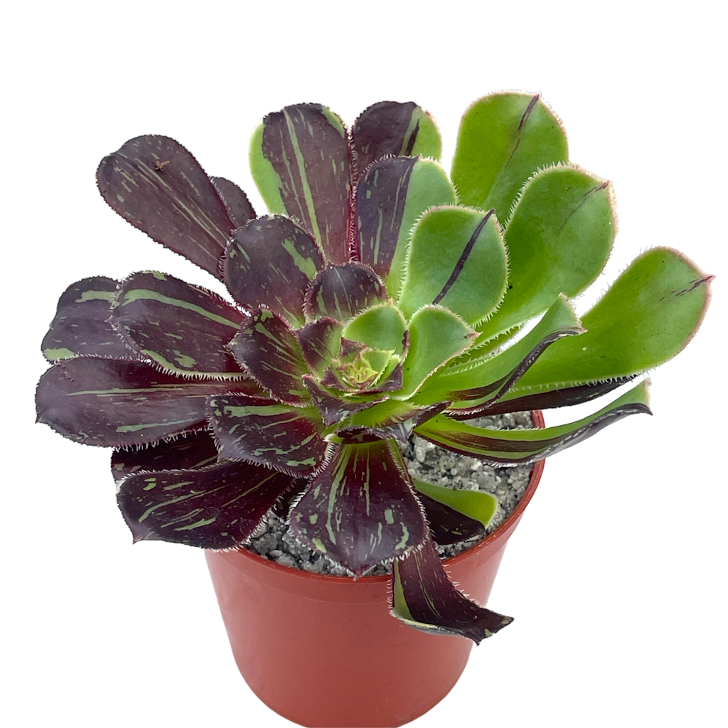 Aeonium 'Big Bang'