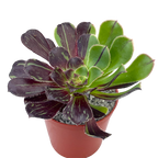 Aeonium 'Big Bang'