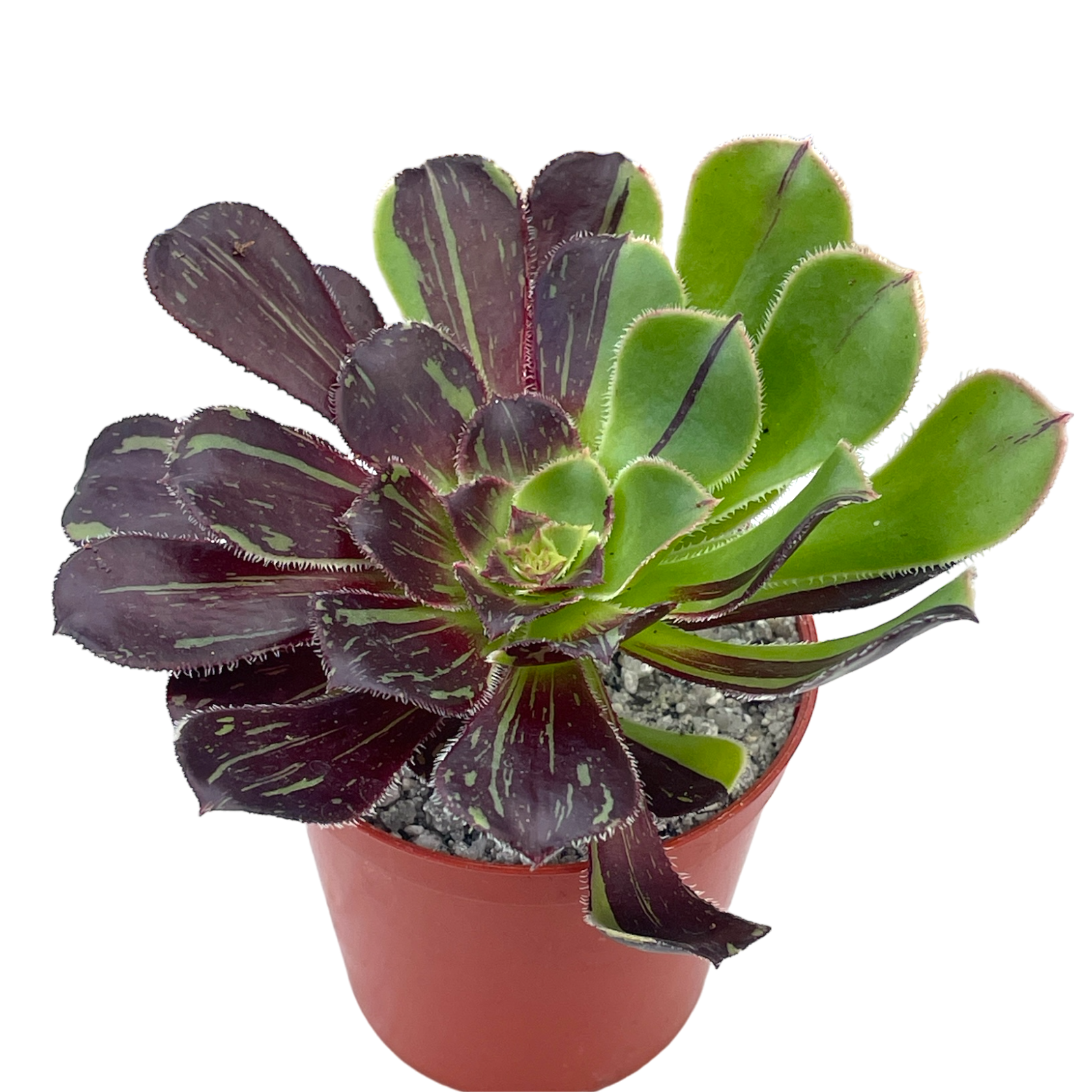 Aeonium 'Big Bang'