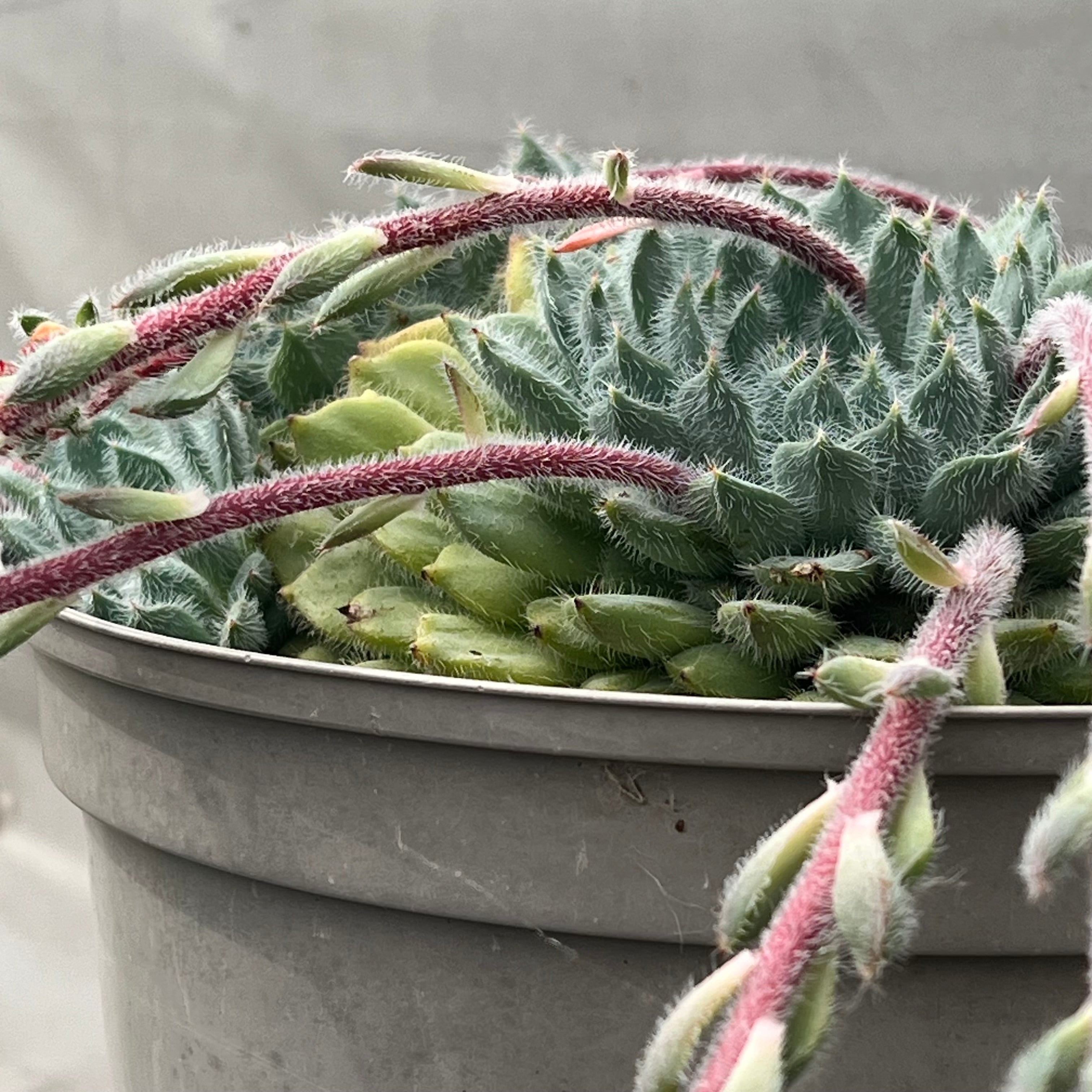 tarantula succulent Echeveria 'Tarantula' – Surreal Succulents
