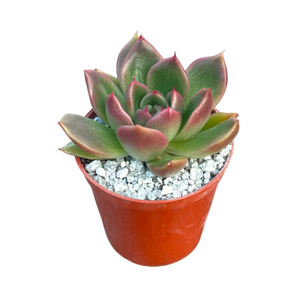 Echeveria x gilva 'Red'