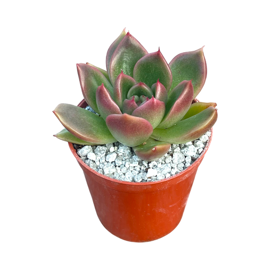 Echeveria x gilva 'Red'