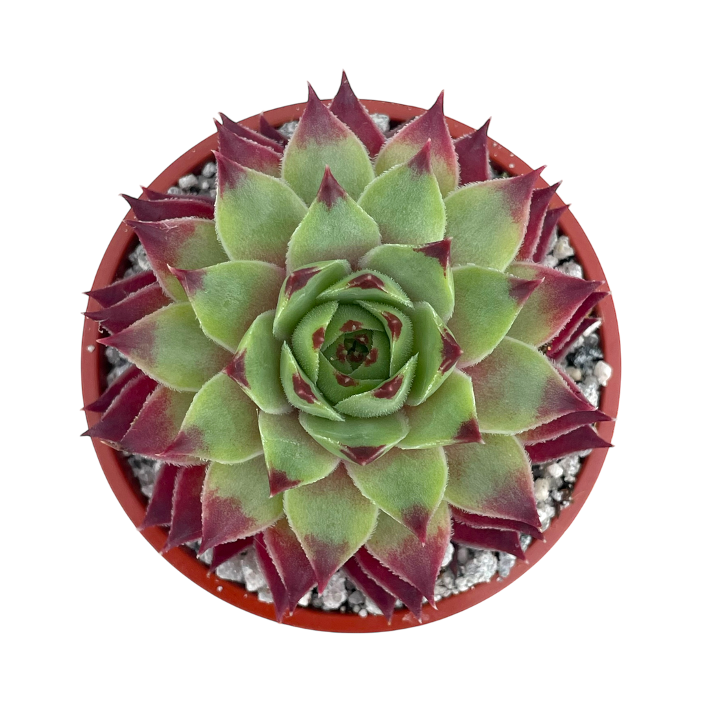 Sempervivum calcareum