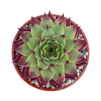Sempervivum calcareum