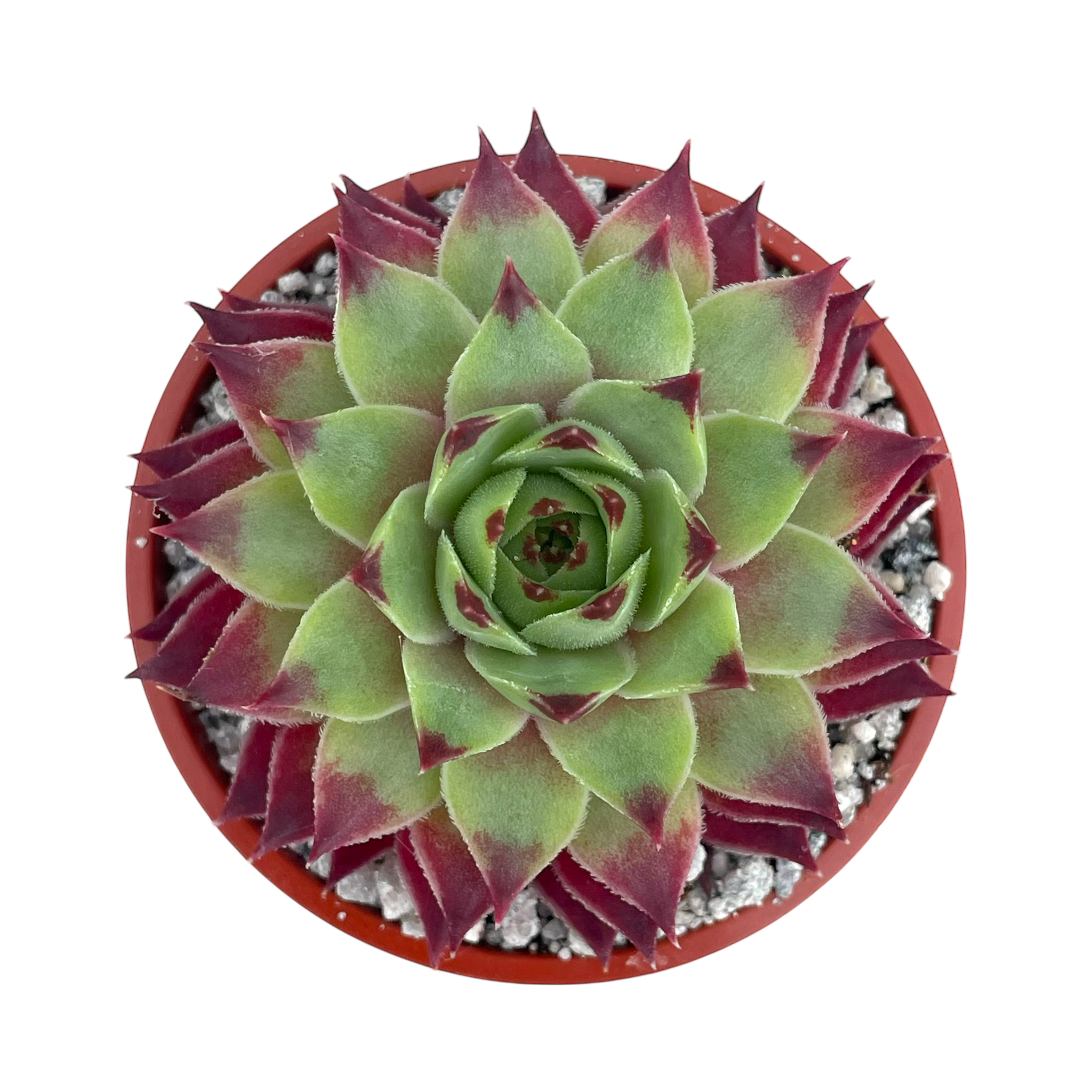 Sempervivum calcareum