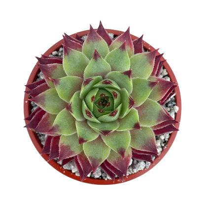 Sempervivum calcareum
