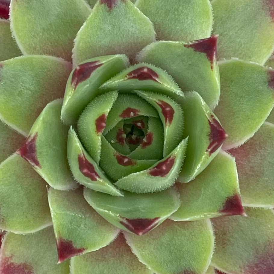 Sempervivum calcareum
