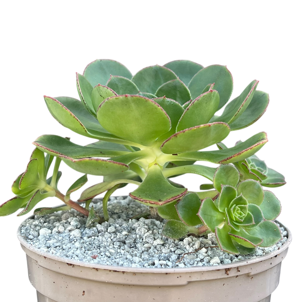 Aeonium 'Red Edge'