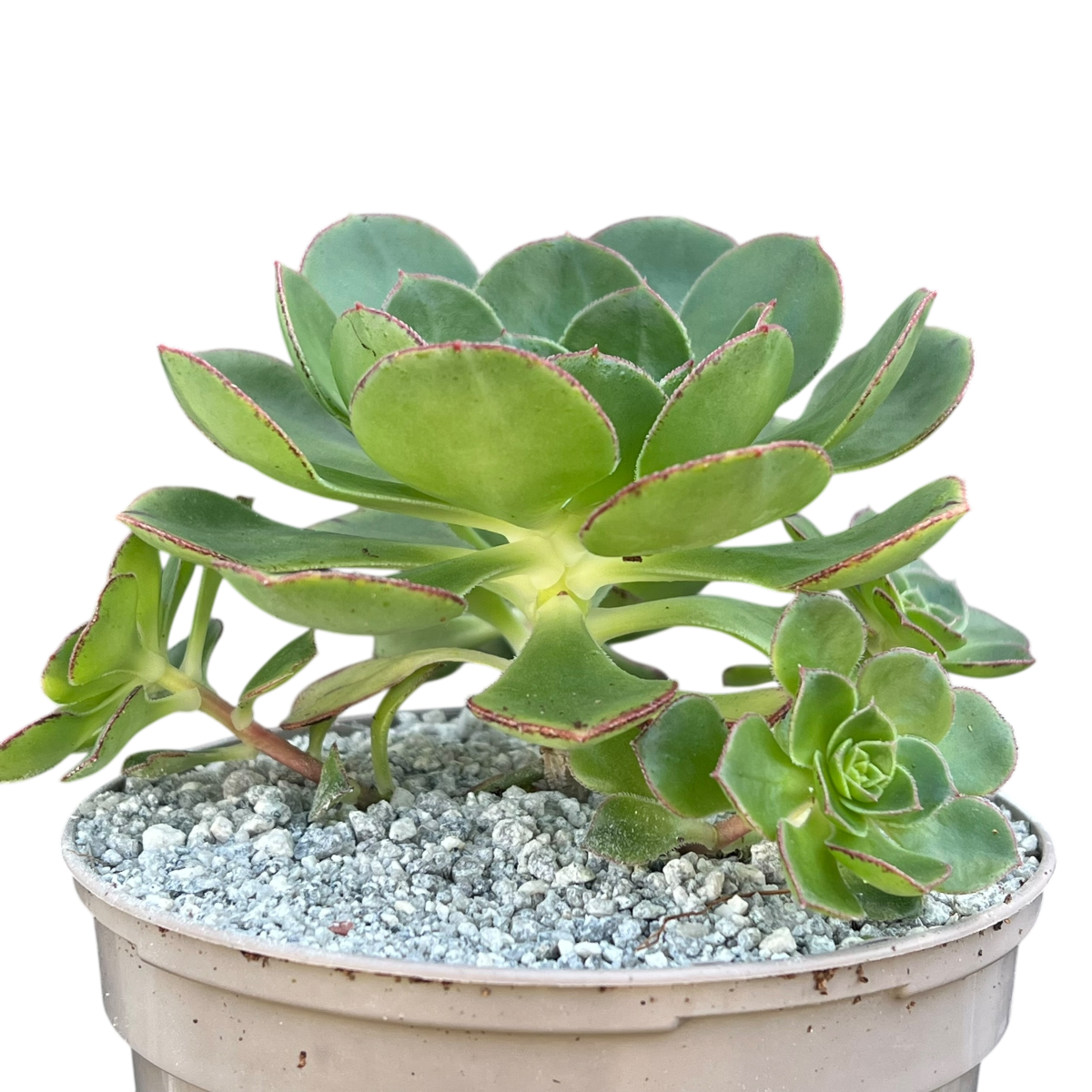 Aeonium 'Red Edge'