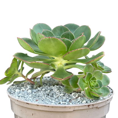 Aeonium 'Red Edge'