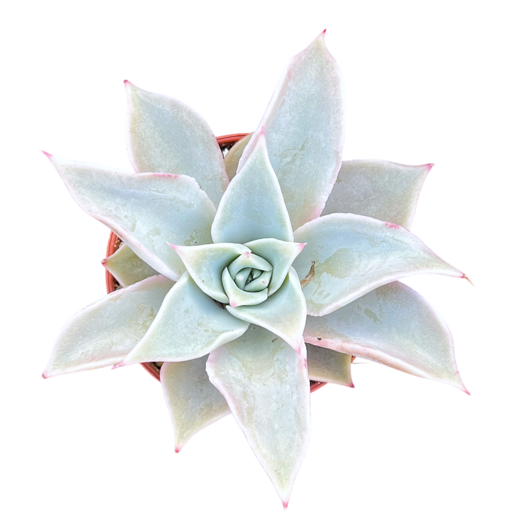 Echeveria 'Madiba'