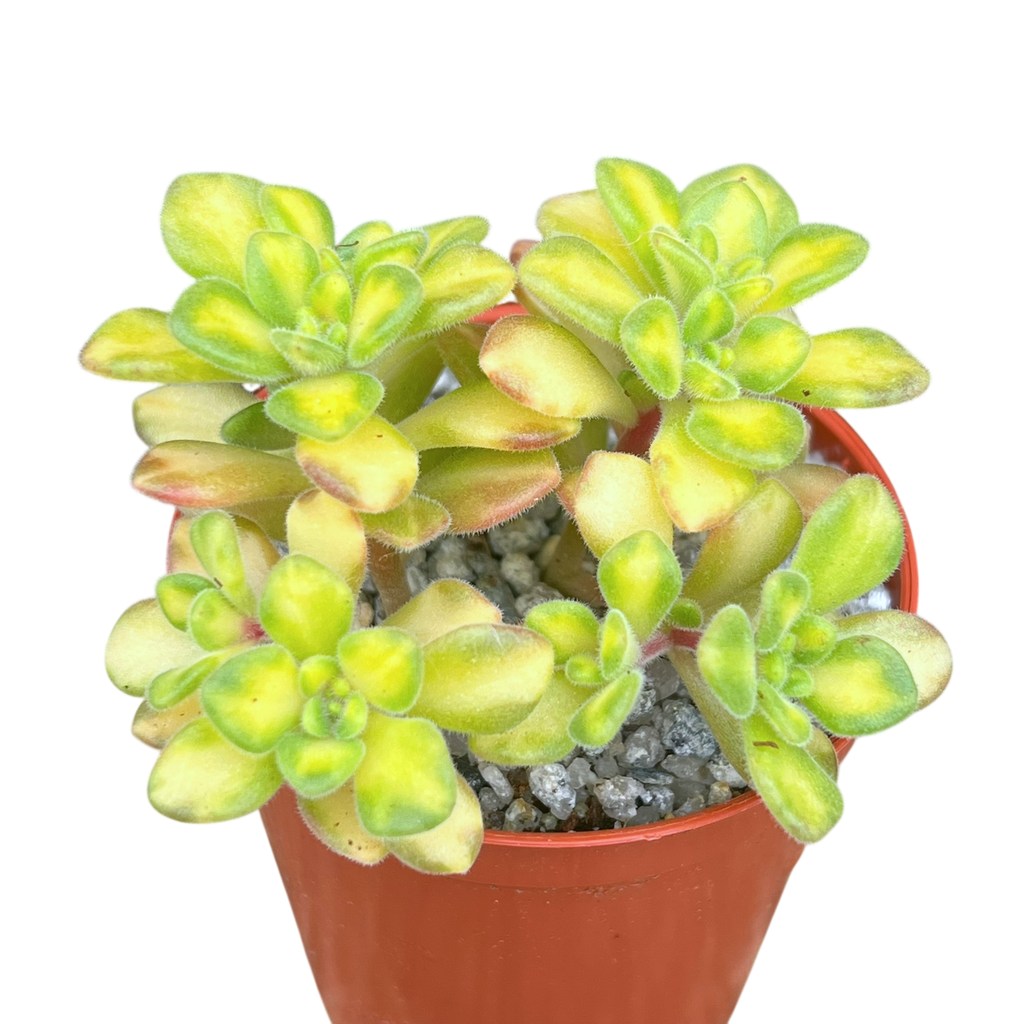 Aichryson bethencourtianum f. variegatum