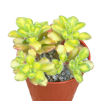 Aichryson bethencourtianum f. variegatum