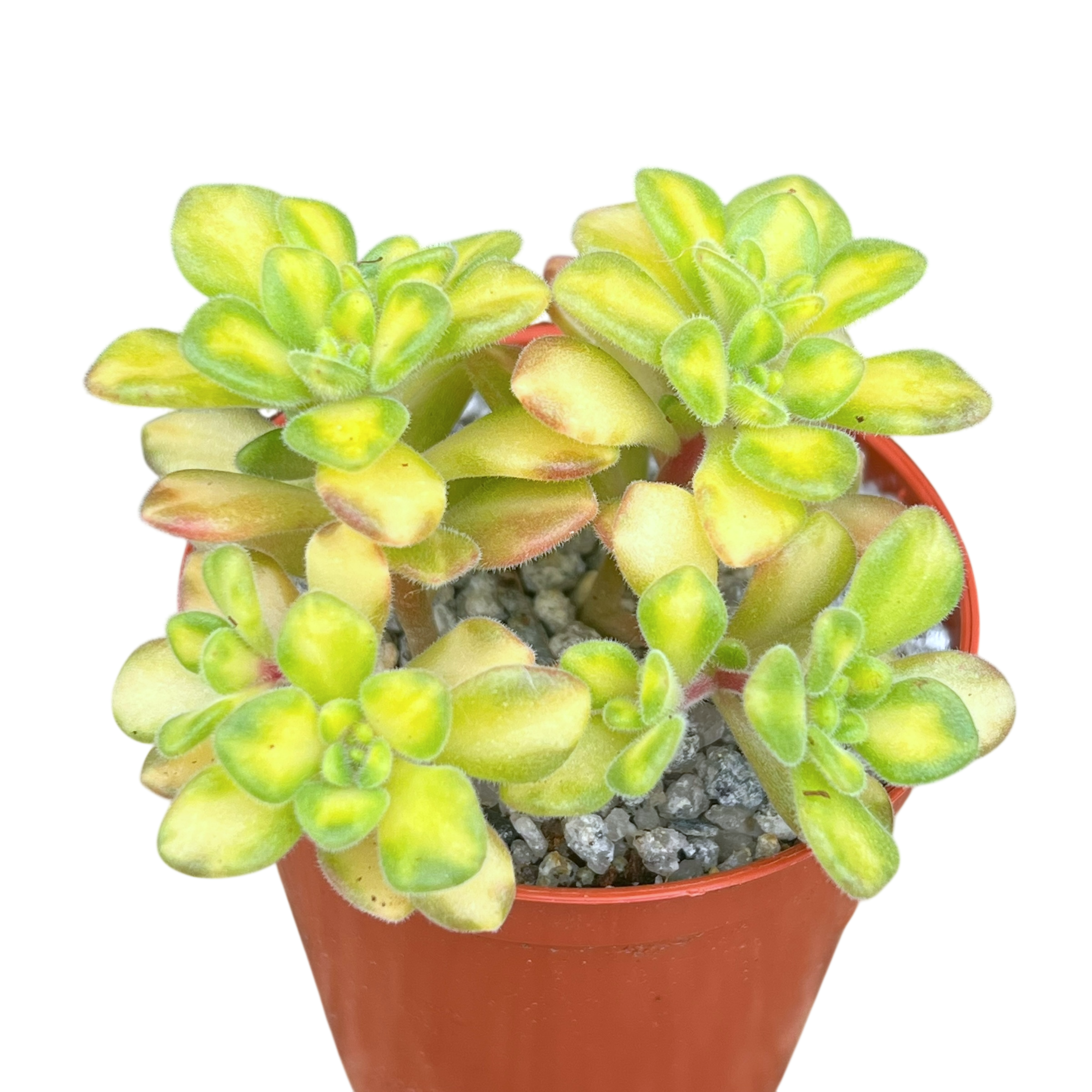 Aichryson bethencourtianum f. variegatum