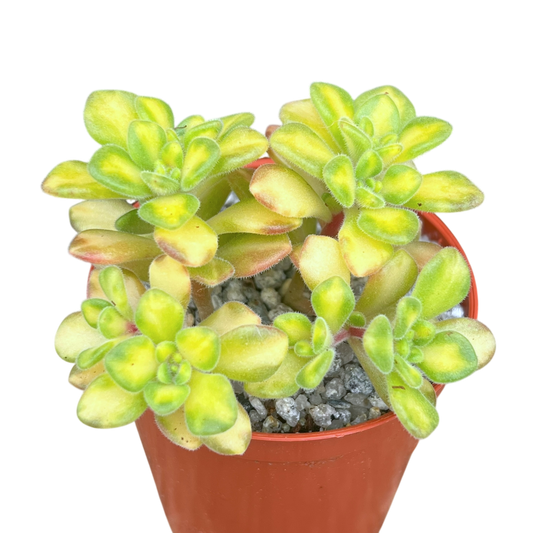 Aichryson bethencourtianum f. variegatum