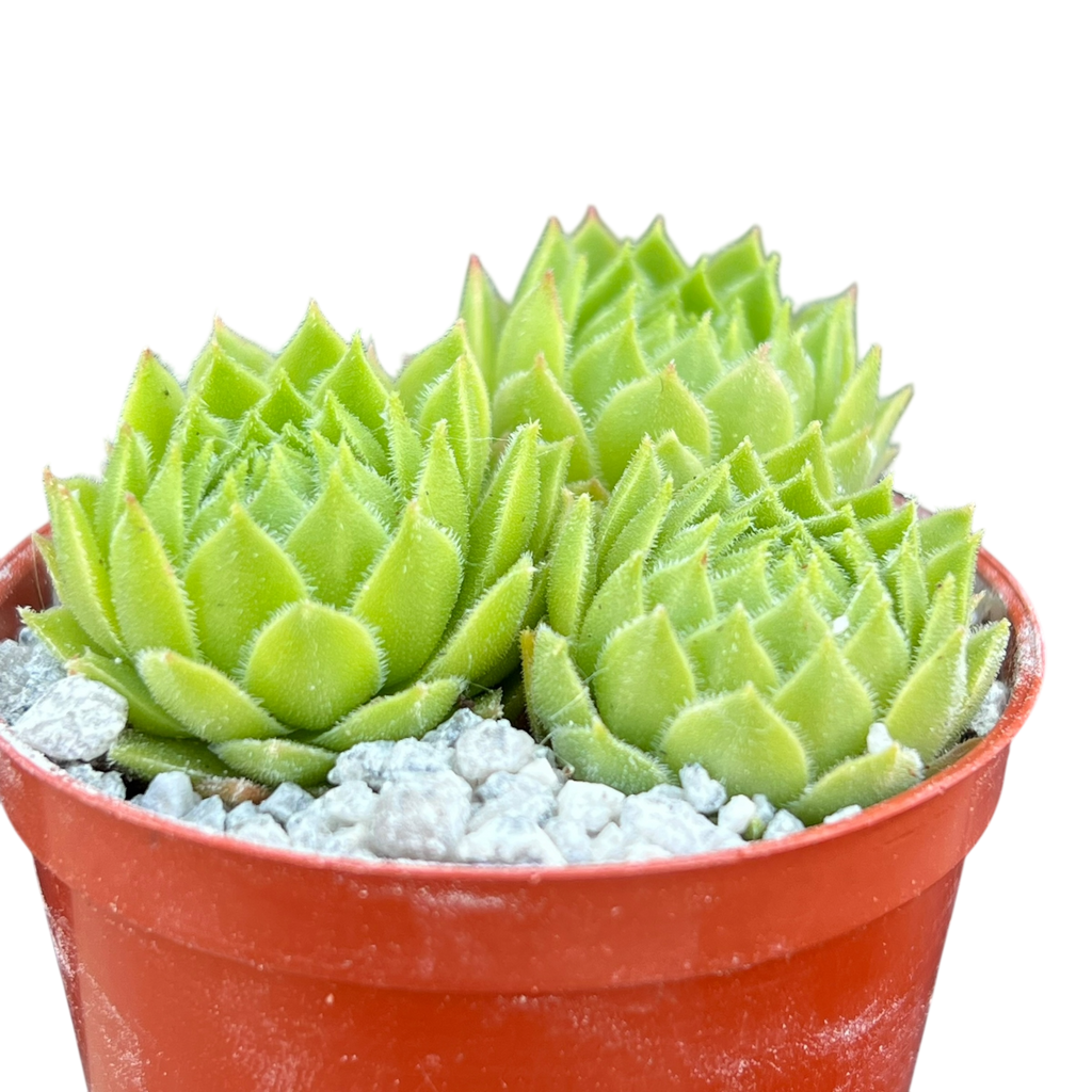 Sempervivum cantabricum