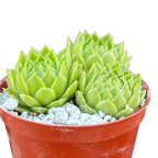 Sempervivum cantabricum