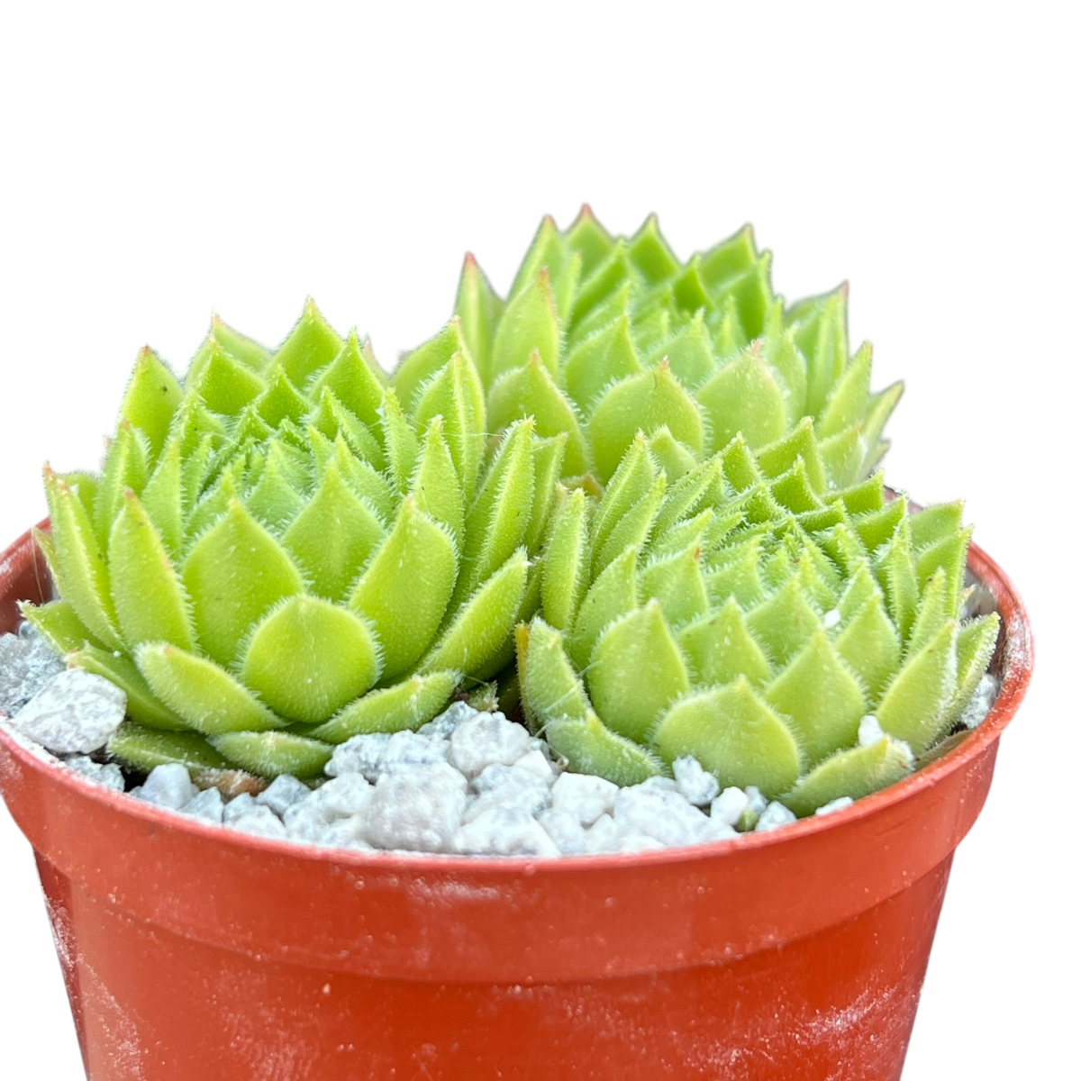 Sempervivum cantabricum