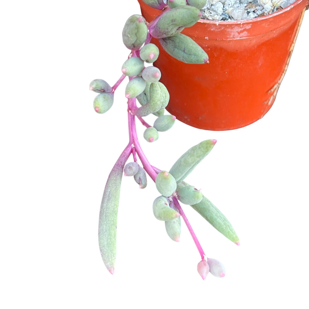 Othonna capensis | Ruby Necklace