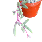 Othonna capensis | Ruby Necklace