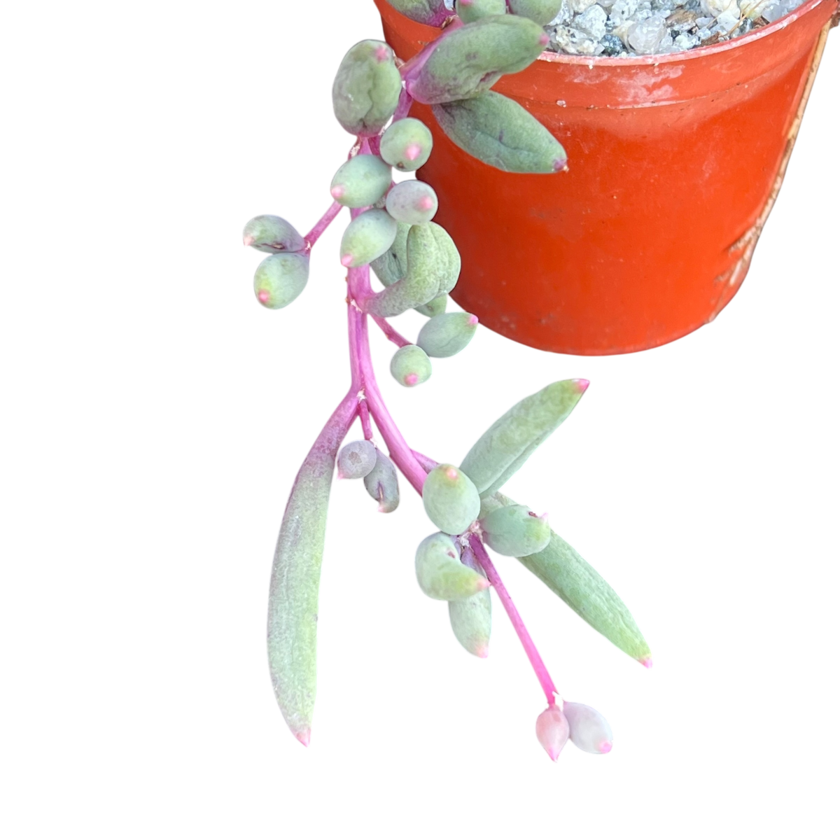 Othonna capensis 'Ruby Necklace'