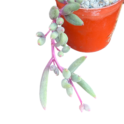 Othonna capensis 'Ruby Necklace'
