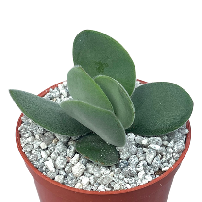 Crassula cotyledonis
