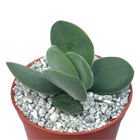 Crassula cotyledonis
