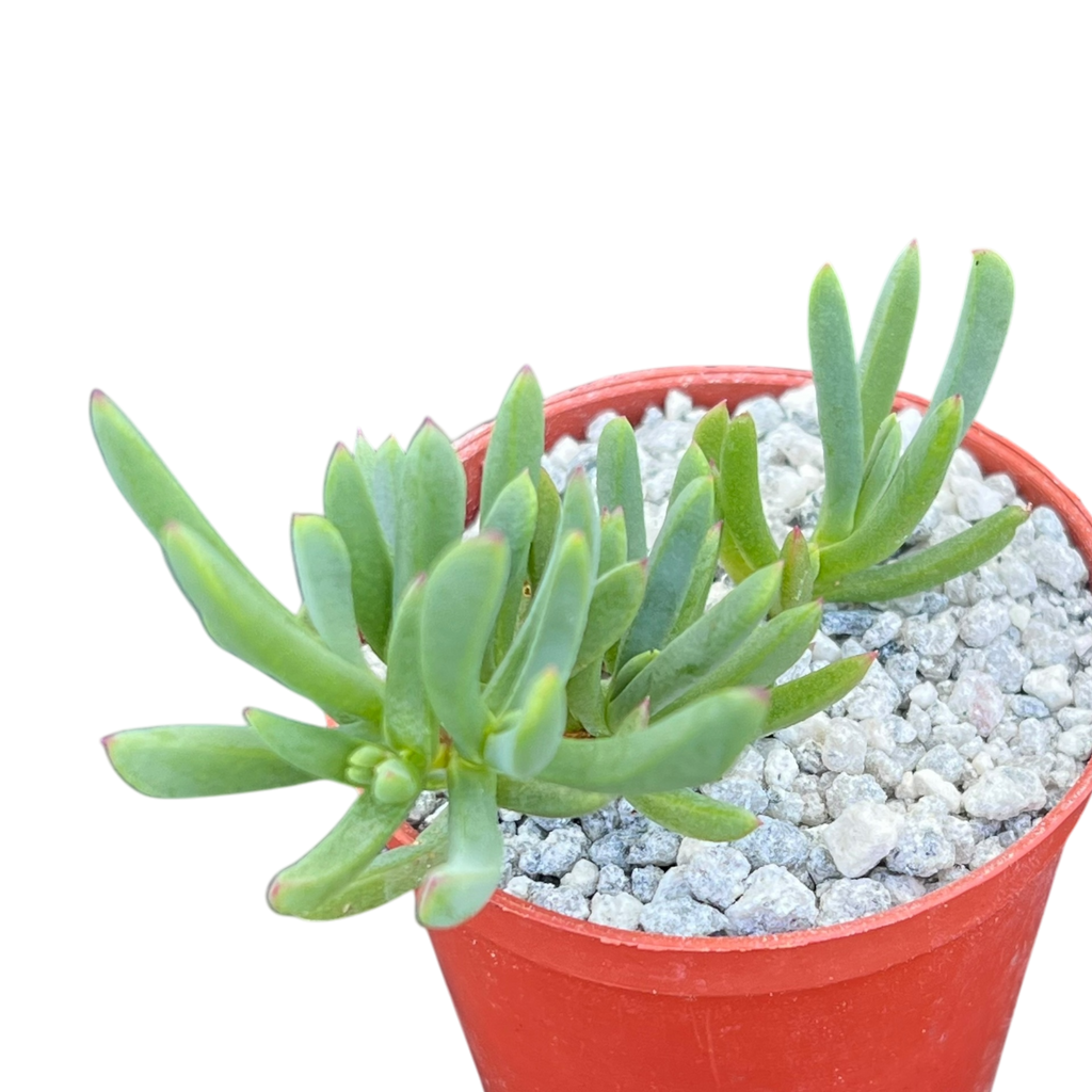 Delosperma | Ice Plant