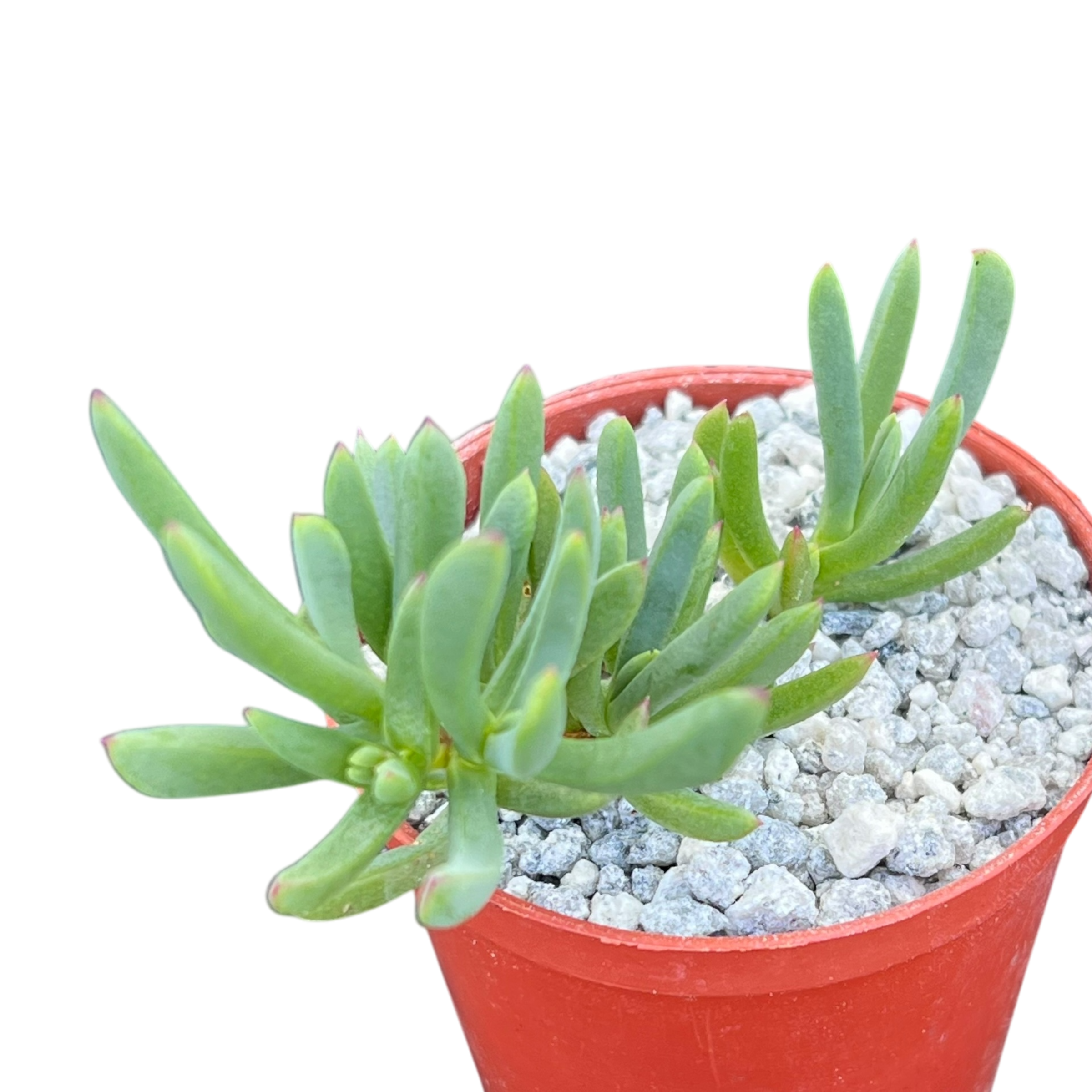 Delosperma | Ice Plant