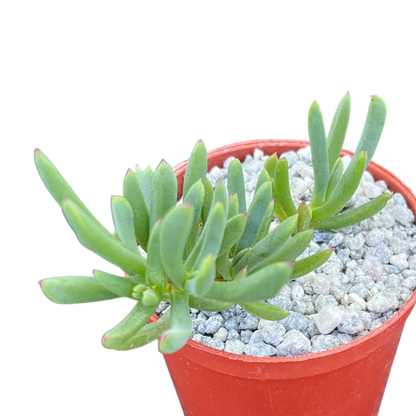 Delosperma