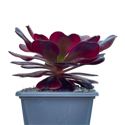 Aeonium 'Medusa'