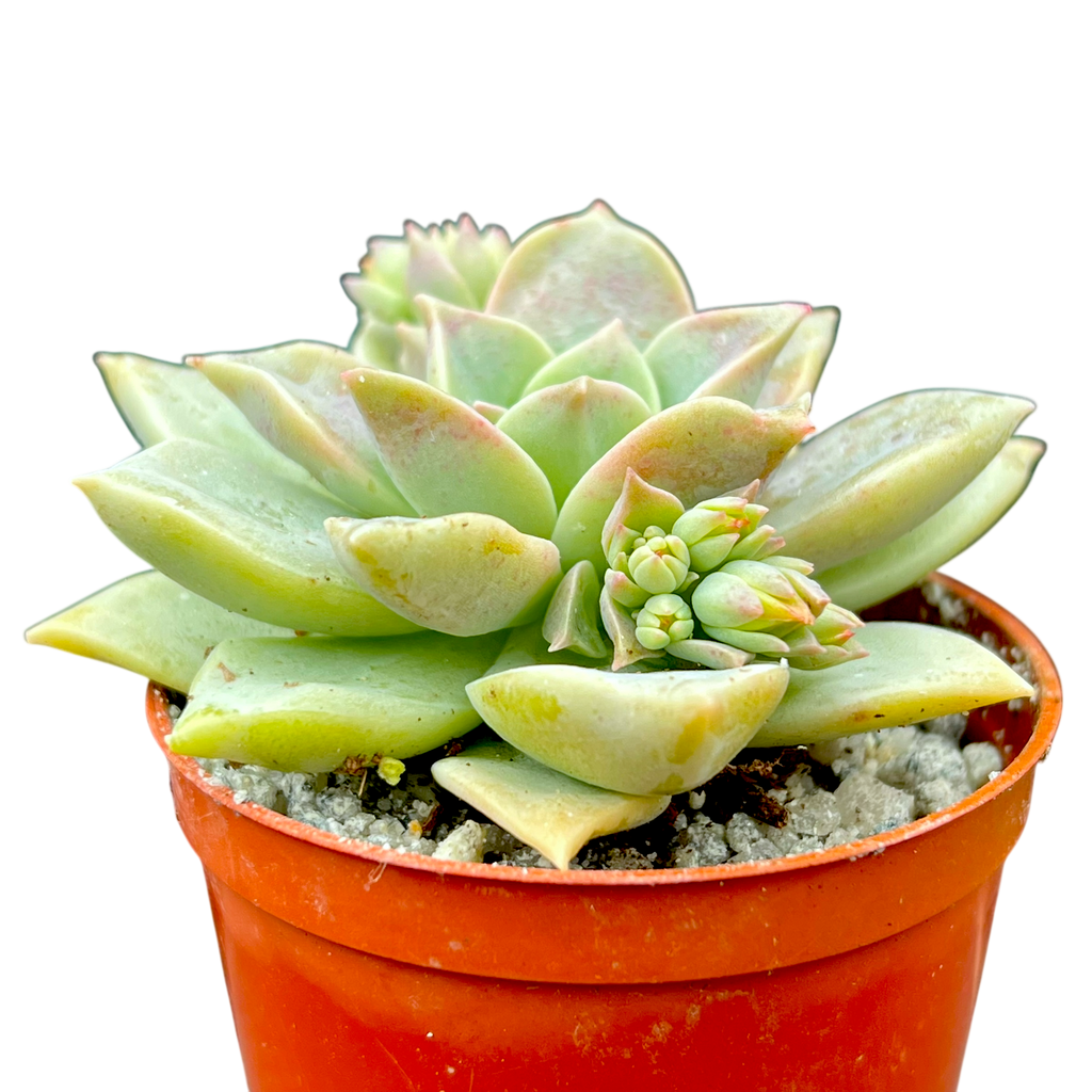 x Graptoveria 'Pistachio'