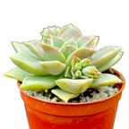 x Graptoveria 'Pistachio'