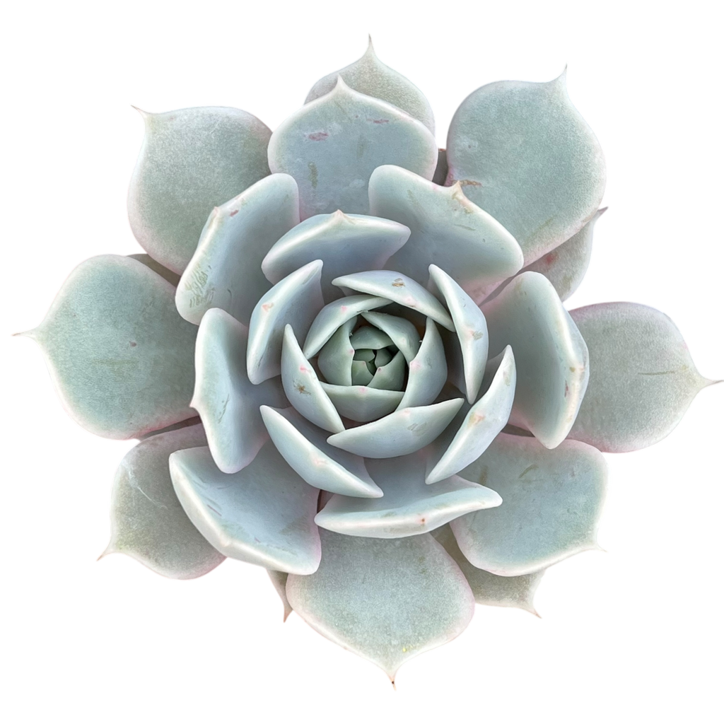 Echeveria runyonii