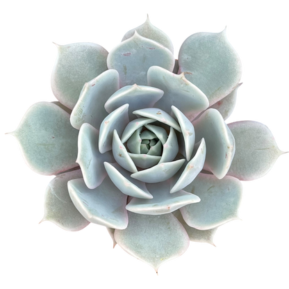 Echeveria runyonii