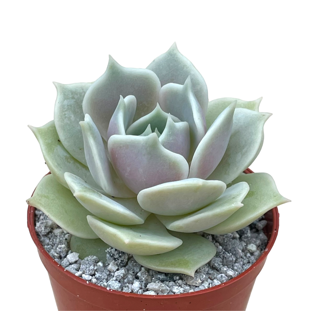 Echeveria 'Lola'