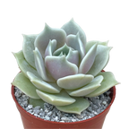Echeveria 'Lola'