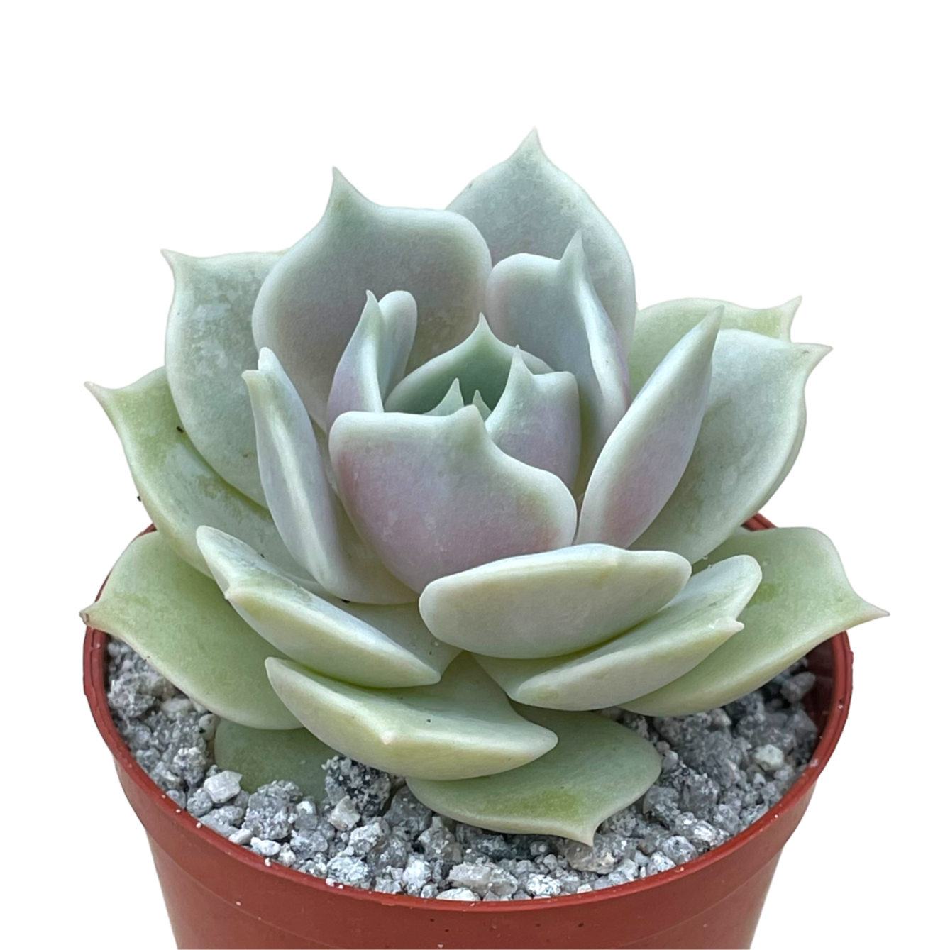 Echeveria 'Lola'